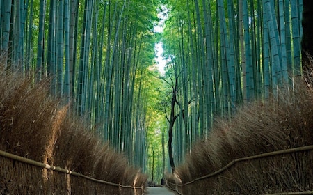 From Osaka/Kyoto: Kyoto & Nara Day Trip with Lunch