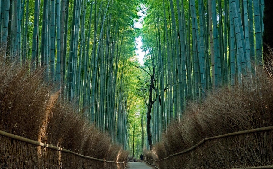 From Osaka/Kyoto: Kyoto & Nara Day Trip with Japanese Lunch