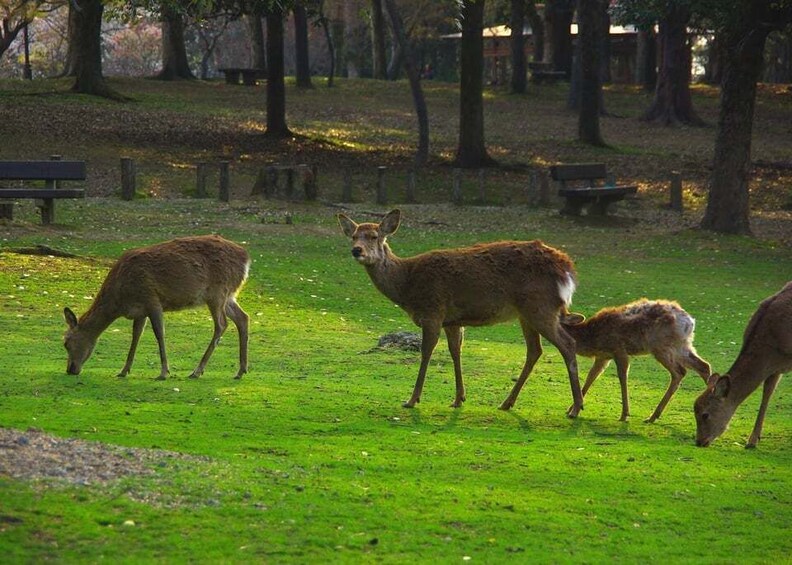 Picture 8 for Activity From Osaka/Kyoto: Kyoto & Nara Highlight Bus Tour with Lunch