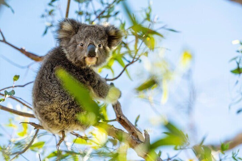 Meet the koalas of Mikkira Station 