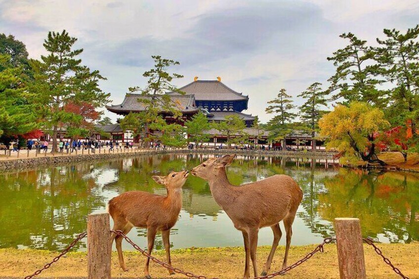 deer