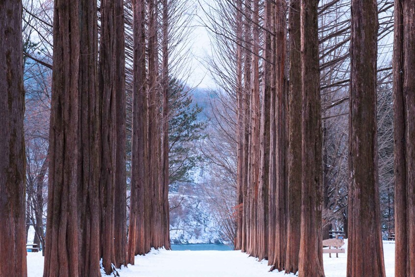 Picture 3 for Activity From Seoul: Elysian Gangchon Ski Tour with Nami Island