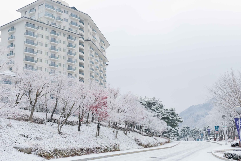 Picture 12 for Activity From Seoul: Elysian Gangchon Ski Tour with Nami Island