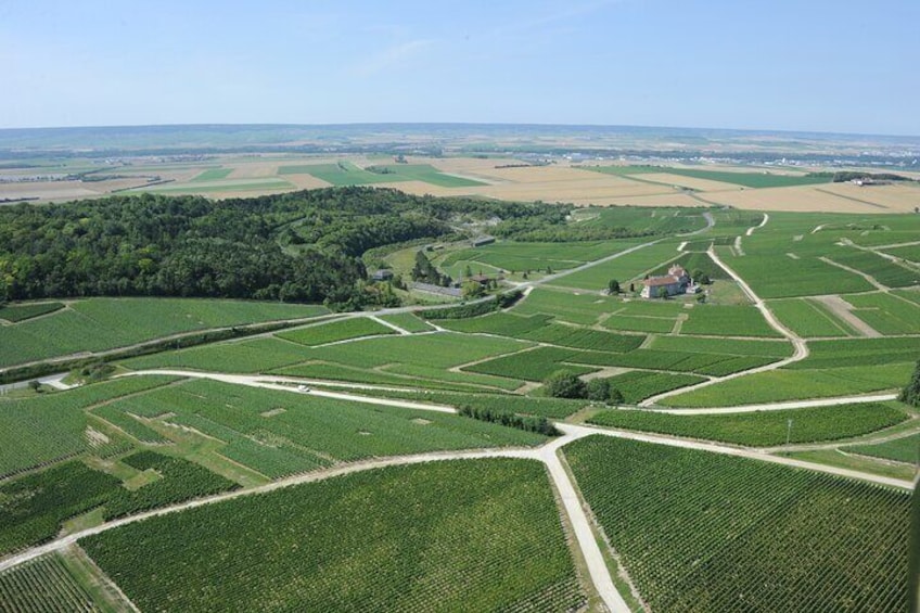 Nogent-L'Abbesse vineyard