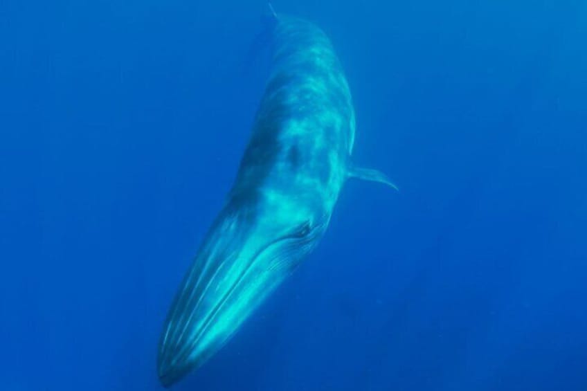 Whale watching and snorkelling in the whale sanctuary