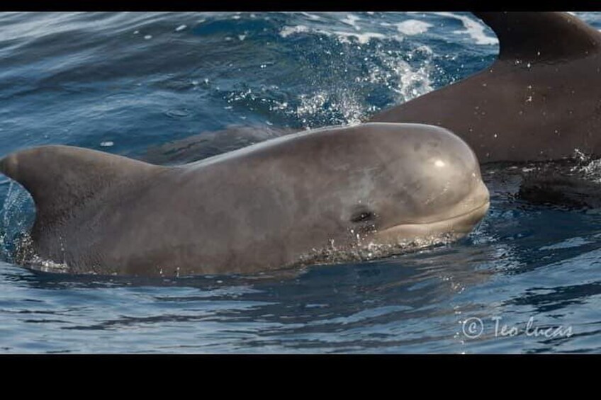 Whale watching and snorkelling in the whale sanctuary