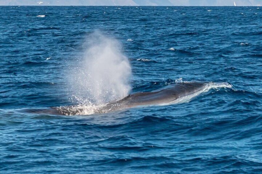 Whale watching and snorkelling in the whale sanctuary