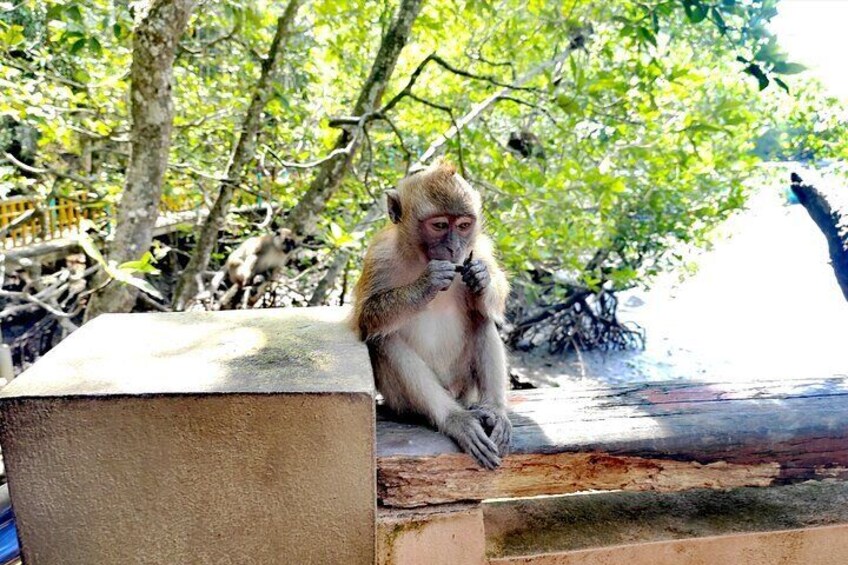 Sharing Half Day Mangrove Boat Tour Langkawi at Kilim Geoforest 