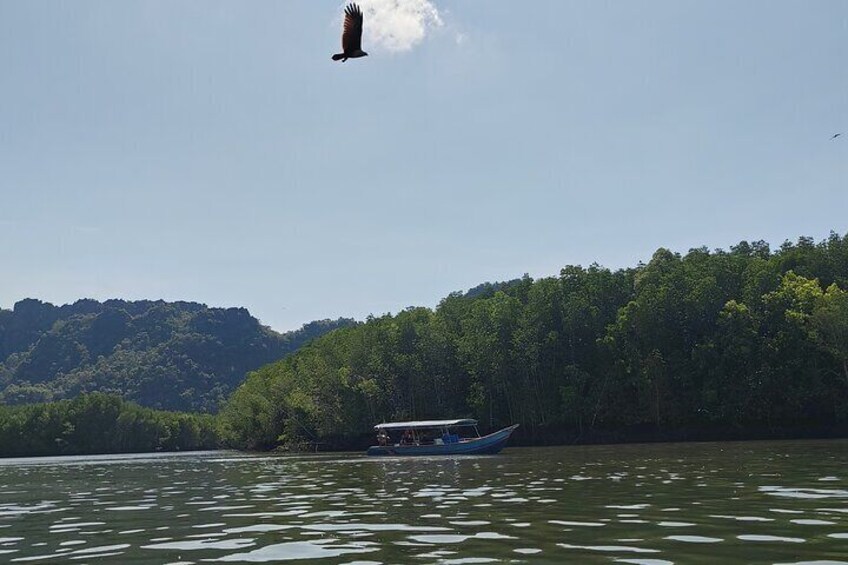 Sharing Half Day Mangrove Boat Tour Langkawi at Kilim Geoforest