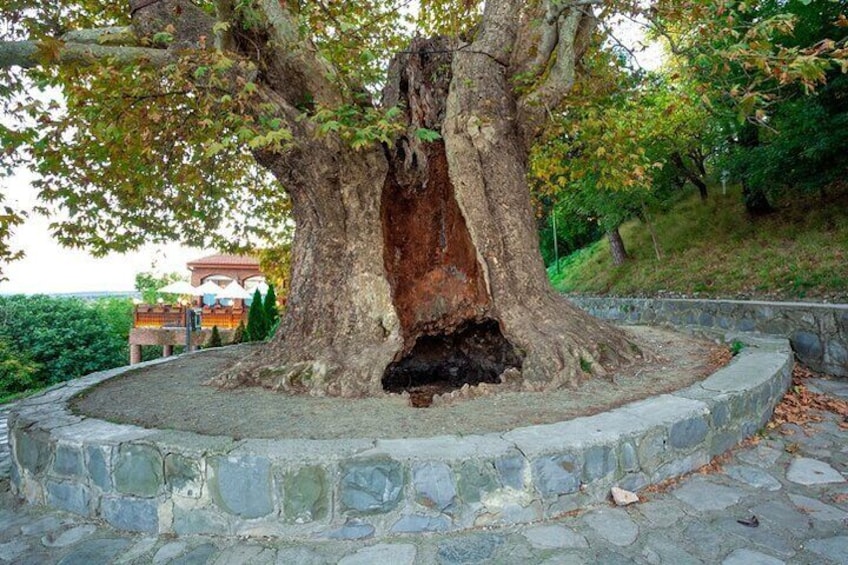 Kakheti's Cultural Tapestry with Wine, History & Charm Tour