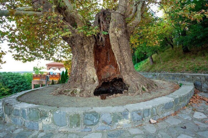 Kakheti's Cultural Tapestry with Wine, History & Charm Tour