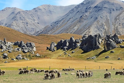 Lyttelton: Shore Excursion, Castle Hill, Small Group Tour