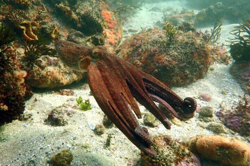 Full Scientific Tourism in the Cíes Islands