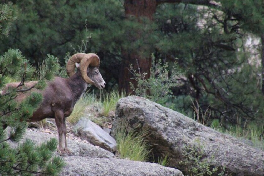 Rocky Mountain National Park Green Jeep Tour: Trailridge Safari