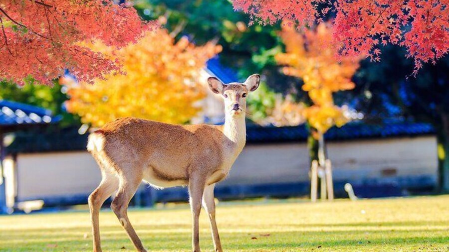 Kyoto and Nara UNESCO Highlights Full-day Tour From Osaka