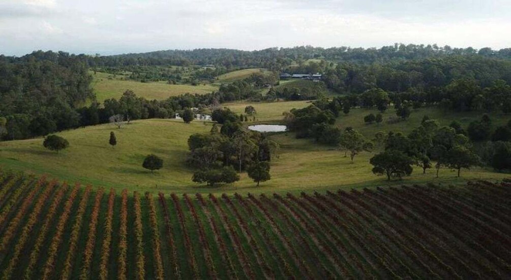 Picture 3 for Activity Brisbane: Picnic in the Vines