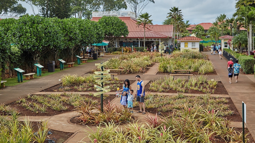 Haleiwa Express & Dole Plantation