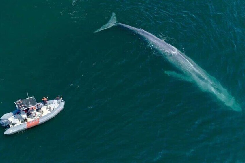 Blue Whale goes people watching 