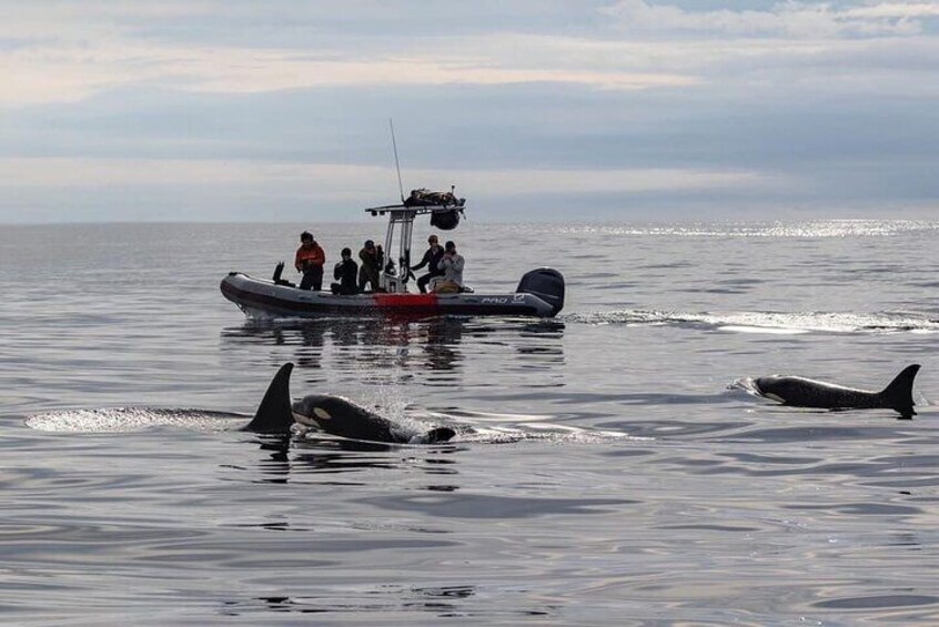 Orca Pod Following our Boat