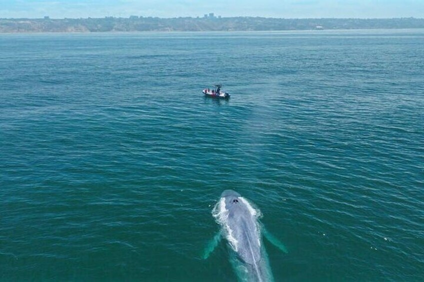 Blue Whale checking our boat