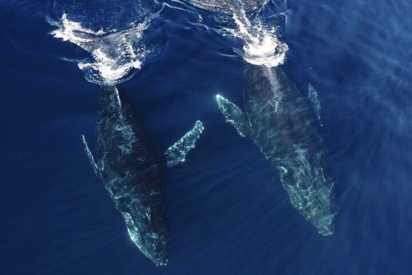 Humpback Whales