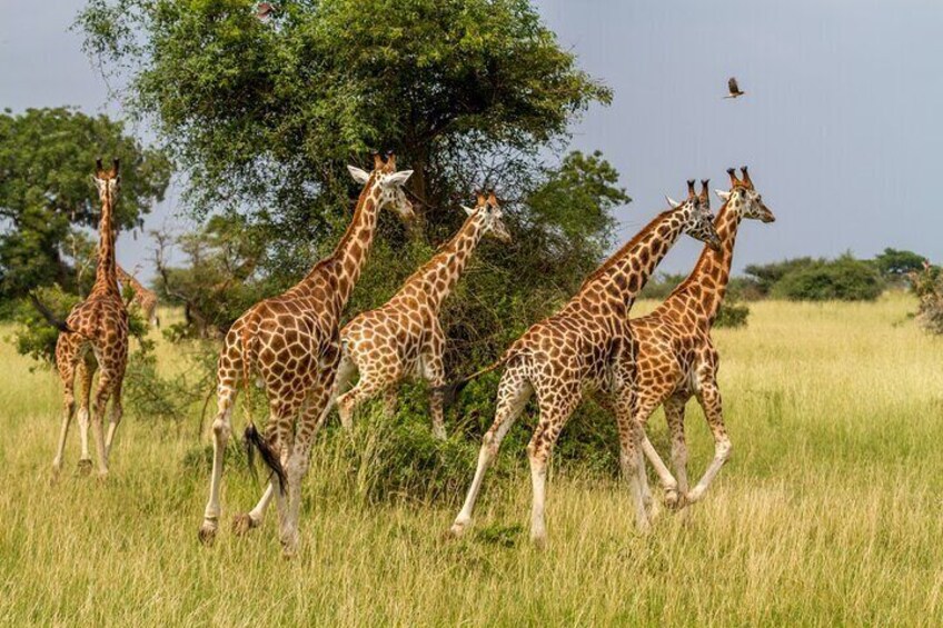 Kruger National Park Wildlife.