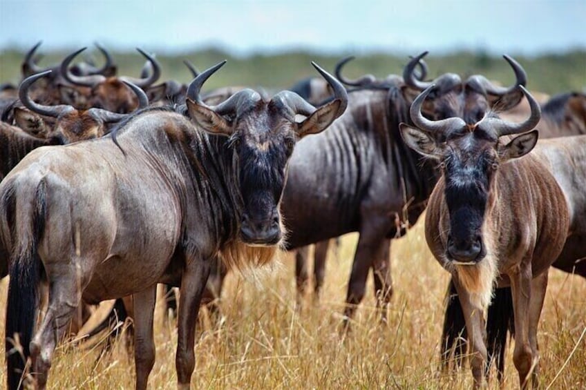 Kruger National Park Wildlife. 