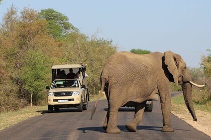 2 Days Kruger Fly-in Big 5 Safari Tour from Johannesburg