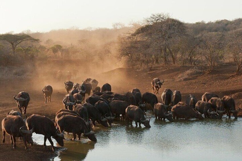 Kruger National Park