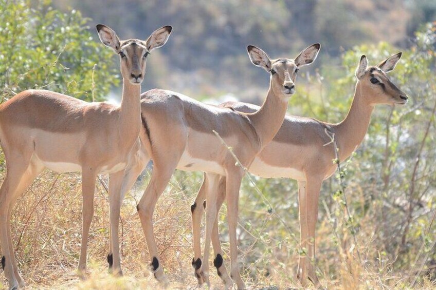 Kruger National Park