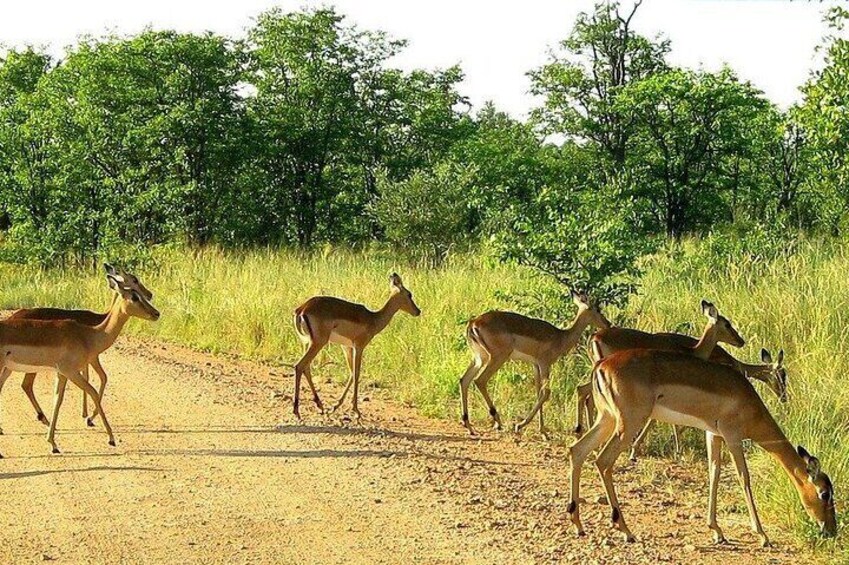 Kruger National Park