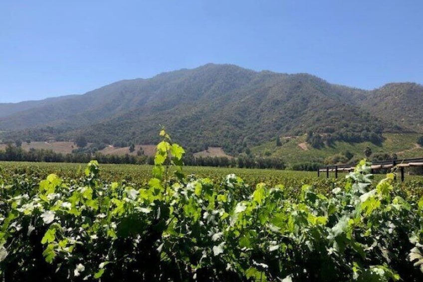 Chilean Wine Route Colchagua Valley Day Trip