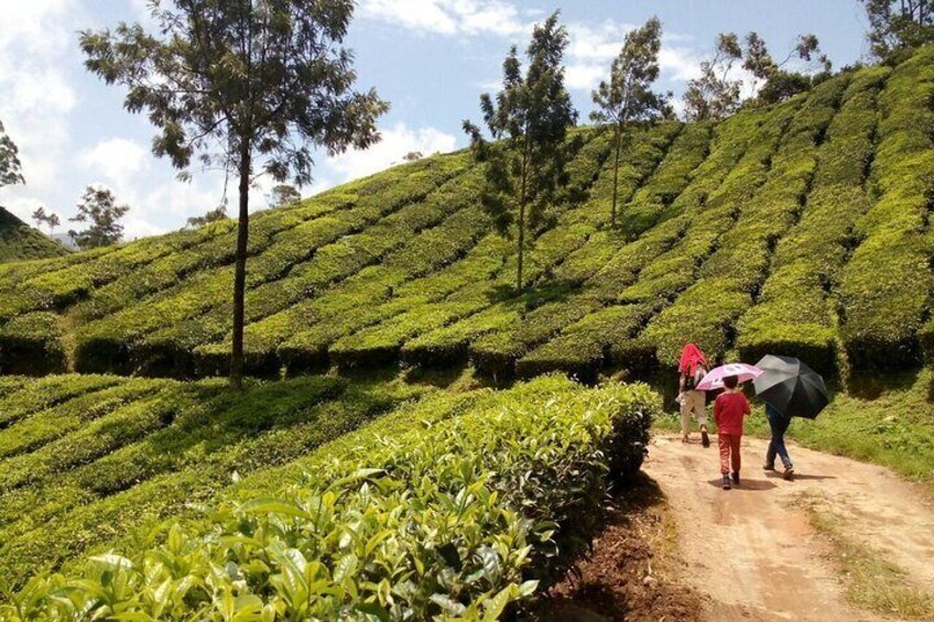 Munnar Tea Plantation Evening walking with Sunset View