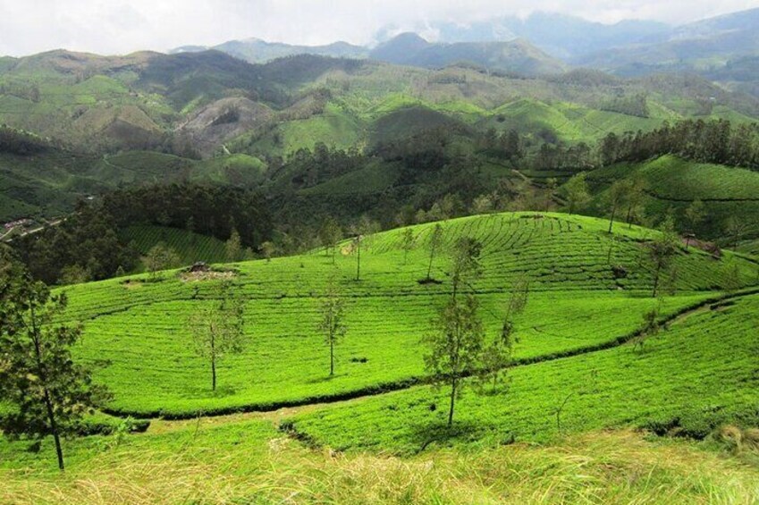 Munnar Tea Plantation Evening walking with Sunset View