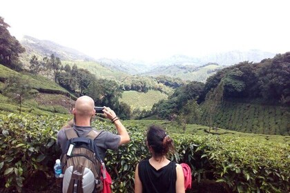 Munnar Tea Plantation Evening walking with Sunset View