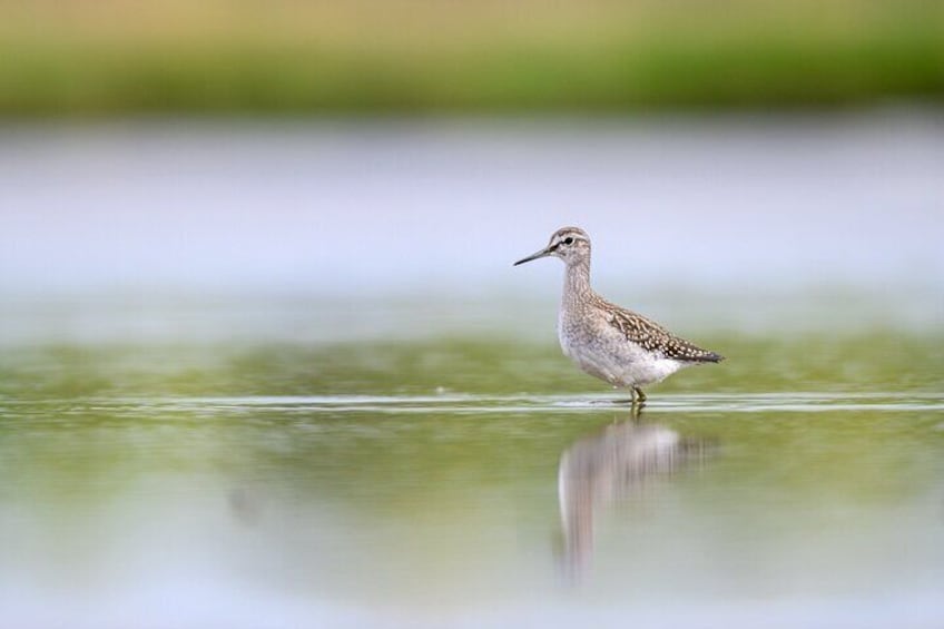 Bird Watching Private Tour in Copenhagen