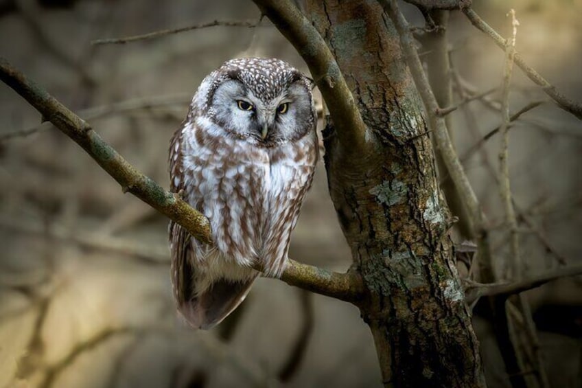 Boreal owl