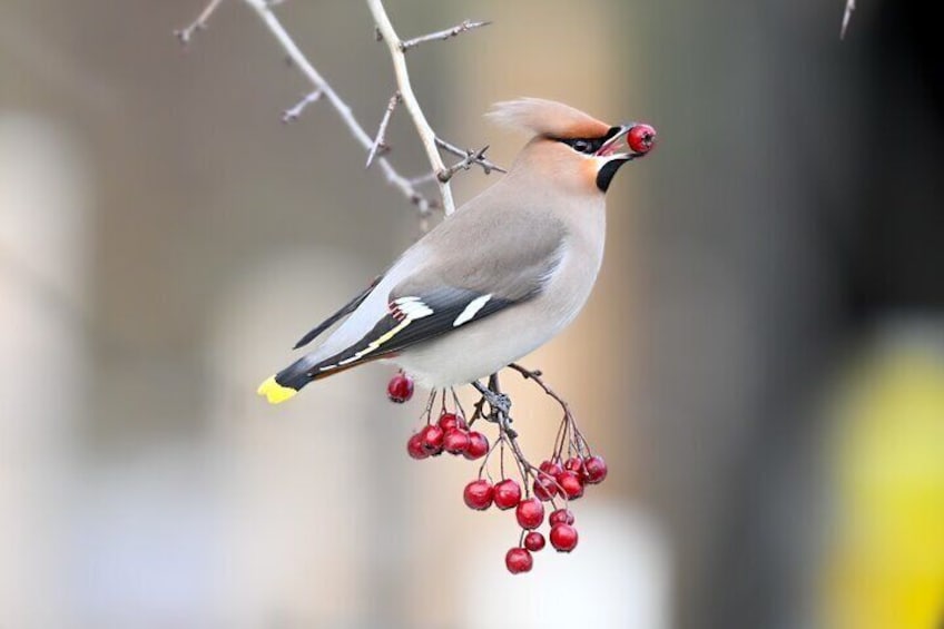 Bohemian waxwing