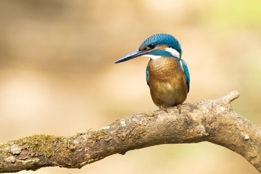 Common kingfisher