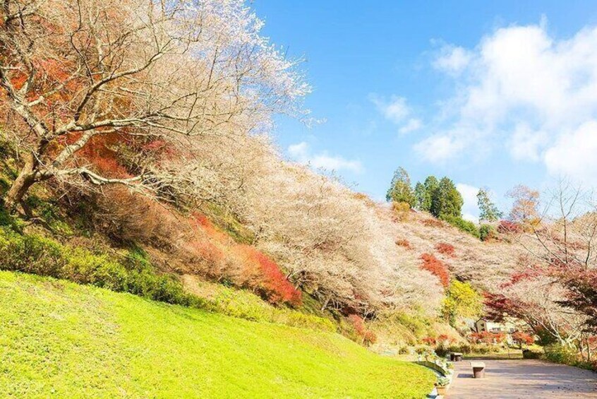 Torokei Mountain, Eihoji Temple & Korankei Day Tour