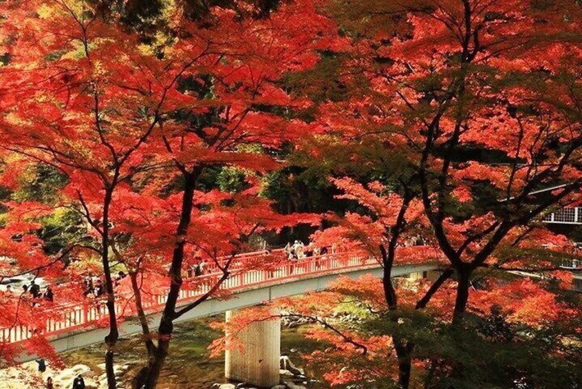 Torokei Mountain, Eihoji Temple & Korankei Day Tour