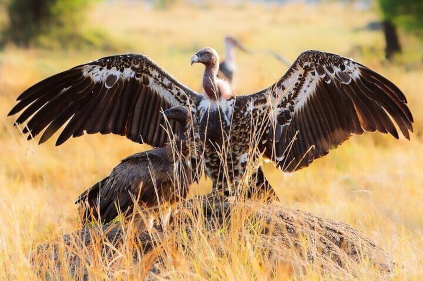 9 Day Serengeti Migration and Ngorongoro Crater Private Tour 