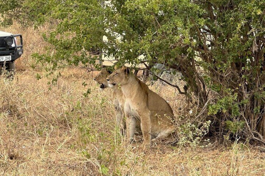 9 Day Serengeti Migration and Ngorongoro Crater Private Tour 