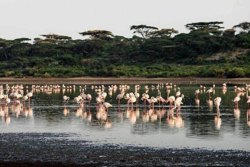 10 Day Serengeti, Ngorongoro Crater and Zanzibar Private Tour