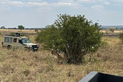 2 Day Private Tanzania Tour: Ngorongoro Crater and Tarangire