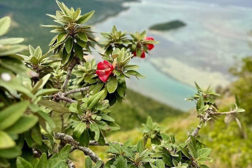 Private Group Hike at Le Morne