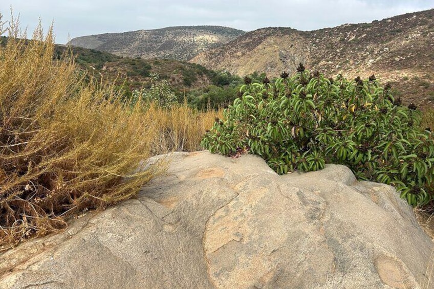 Plants throughout the mountain