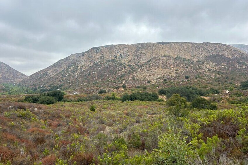 Sage Plants, Peace, and Nature