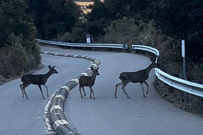 Family of deer crossing the trail path