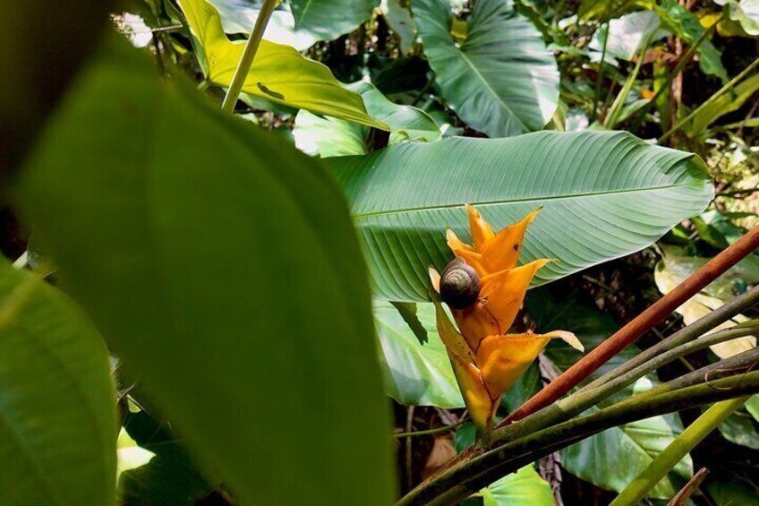 Flora and fauna of Charcho Frío, Las Tinajas.